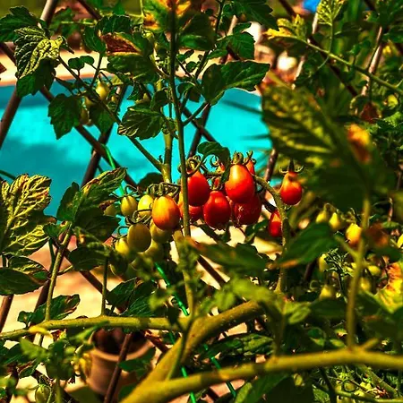 Pool Appartament * Forio (Isola d'Ischia)